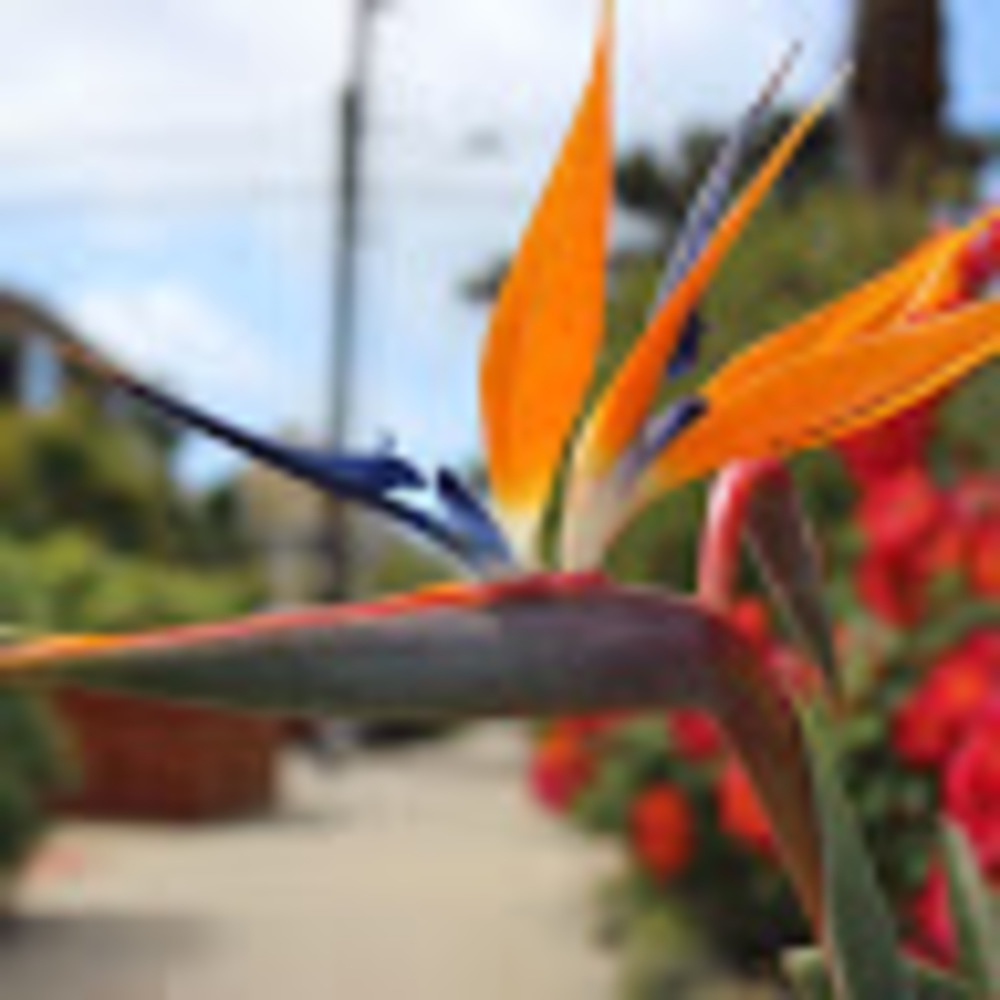 Meet your Posher, Peyton